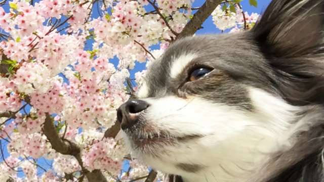 花粉の季節到来！プロが教える、家庭でできる簡単お布団掃除法♪